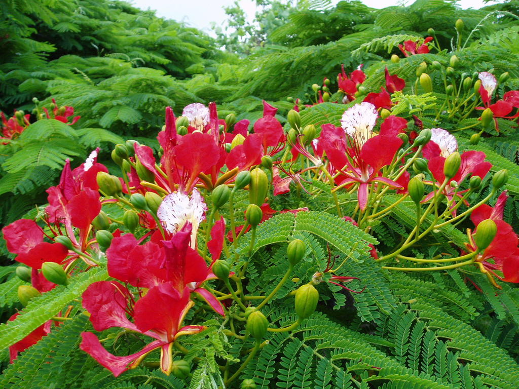 Poinciana Cottages Burnt Pine Exteriér fotografie
